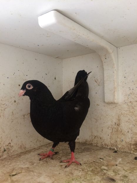  - 2-lot zbor pana simpla 2019