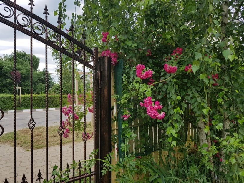  - 2019 Vara si Toamna