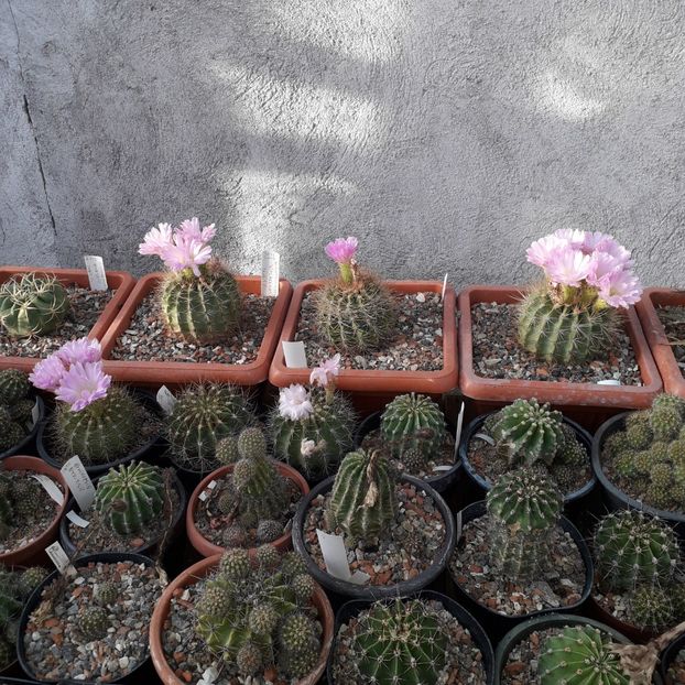 Acanthocalycium spiniflorum - Cactusi înfloriti 2019