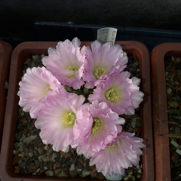 Acanthocalycium spiniflorum - Cactusi înfloriti 2019