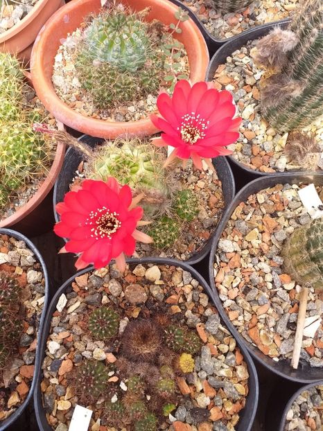 Lobivia sp. - Cactusi înfloriti 2019