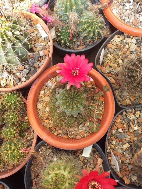 Lobivia sp - Cactusi înfloriti 2019