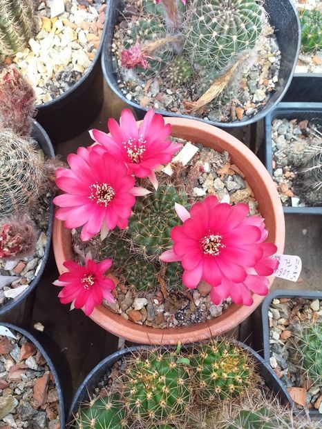 Lobivia sp - Cactusi înfloriti 2019