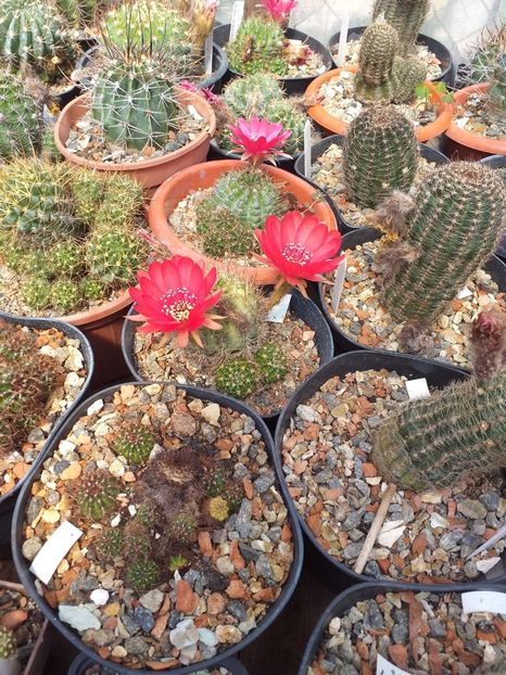 Lobivia sp - Cactusi înfloriti 2019