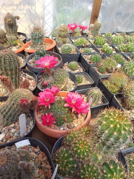 Lobivia sp - Cactusi înfloriti 2019