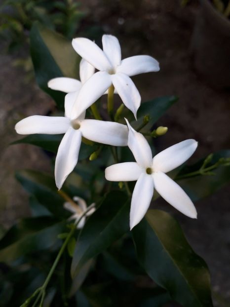  - Talmeș balmeș 2019