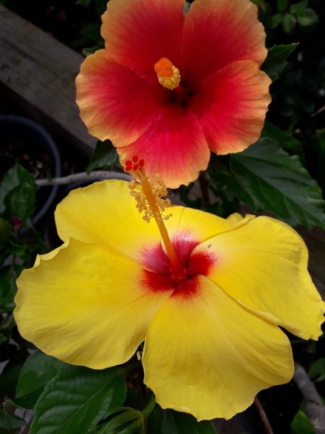  - Talmeș balmeș 2019