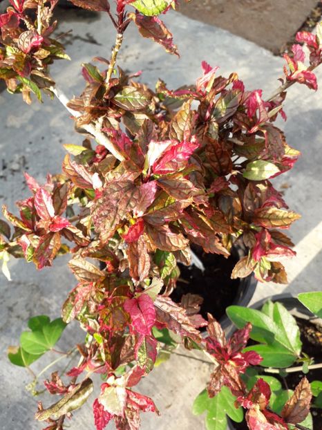  - Talmeș balmeș 2019