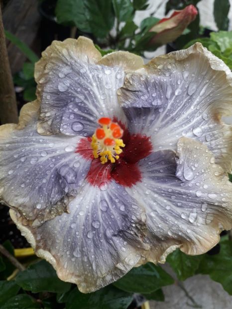  - Talmeș balmeș 2019