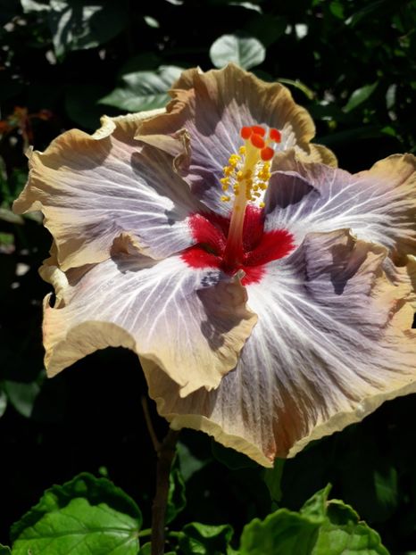  - Talmeș balmeș 2019