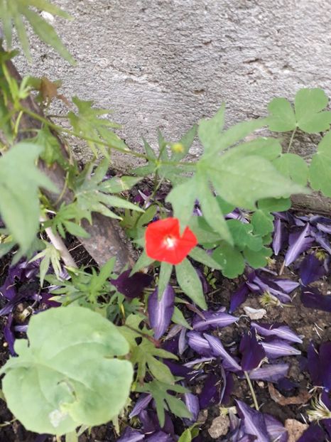  - Talmeș balmeș 2019