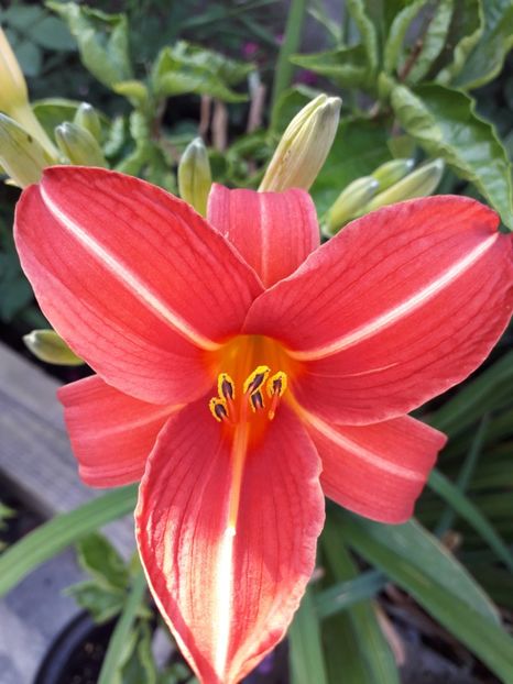  - Talmeș balmeș 2019