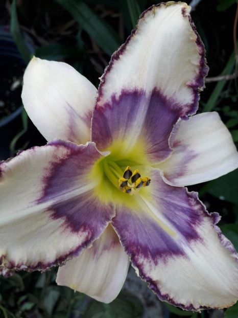  - Talmeș balmeș 2019