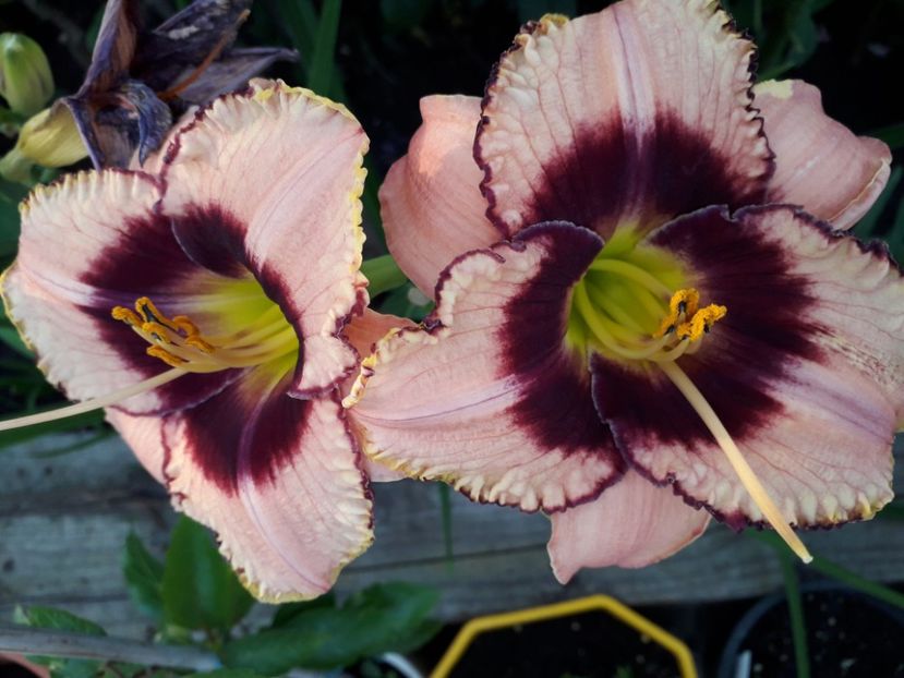  - Talmeș balmeș 2019