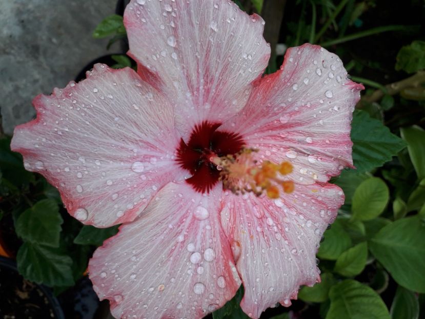  - Talmeș balmeș 2019