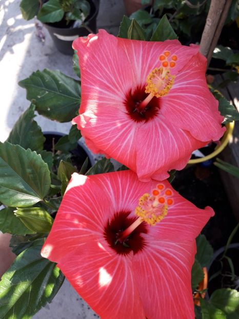  - Talmeș balmeș 2019