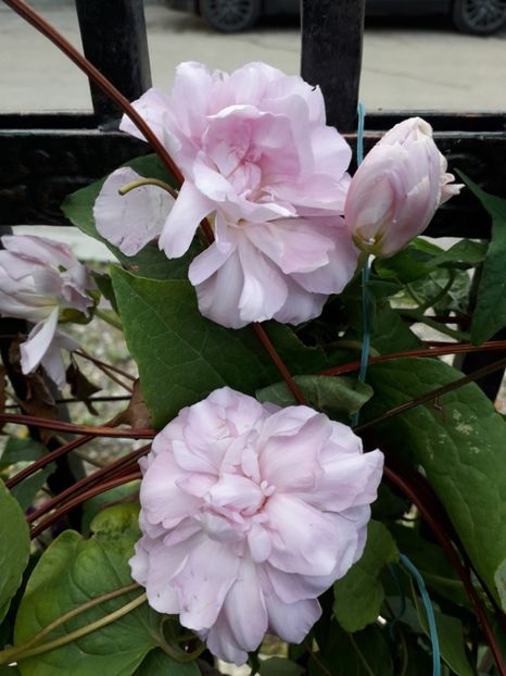  - Talmeș balmeș 2019