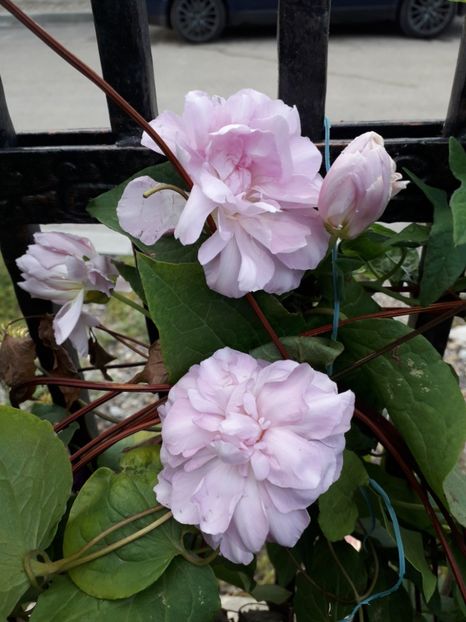  - Talmeș balmeș 2019