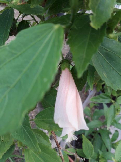  - Talmeș balmeș 2019