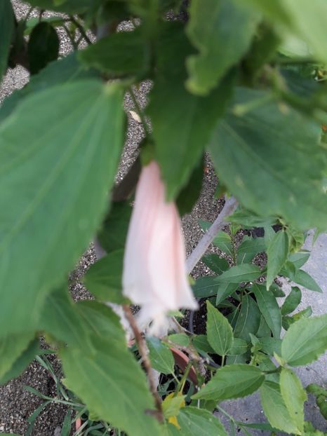  - Talmeș balmeș 2019