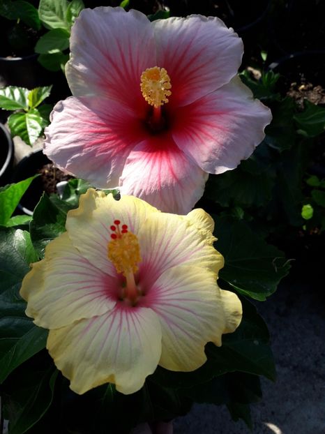  - Talmeș balmeș 2019