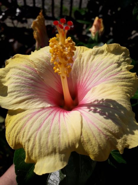  - Talmeș balmeș 2019