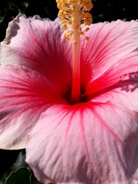  - Talmeș balmeș 2019