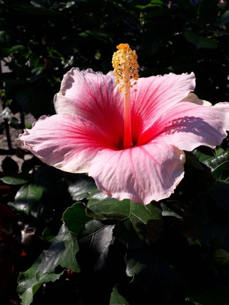  - Talmeș balmeș 2019