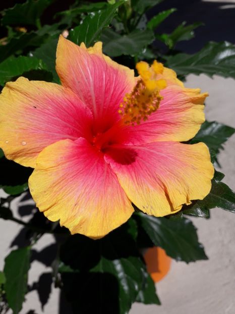  - Talmeș balmeș 2019