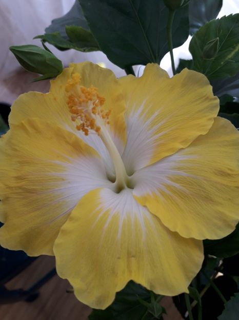  - Talmeș balmeș 2019