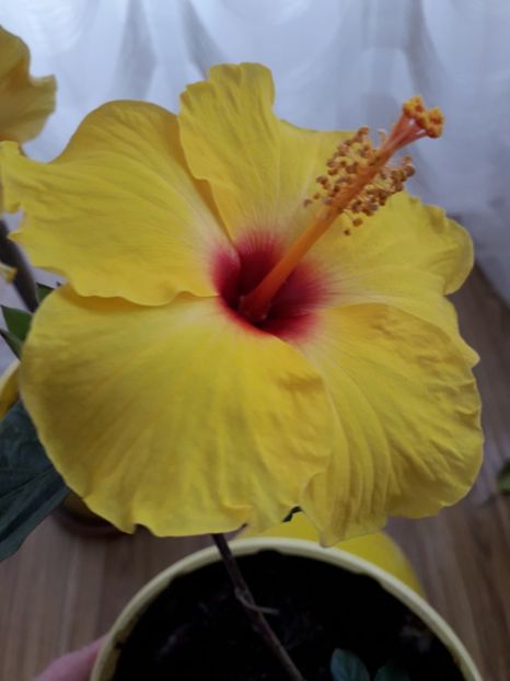  - Talmeș balmeș 2019