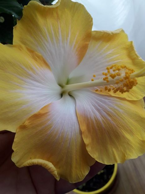  - Talmeș balmeș 2019