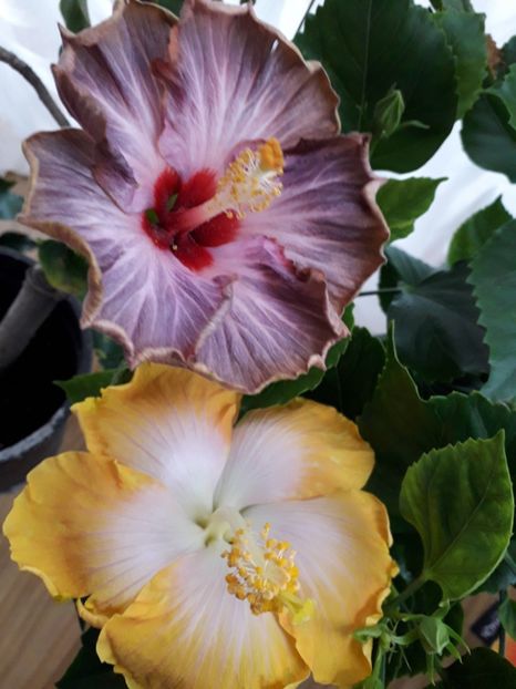  - Talmeș balmeș 2019