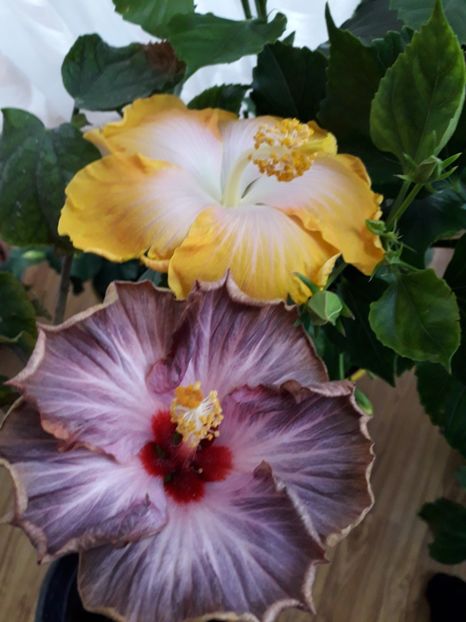  - Talmeș balmeș 2019