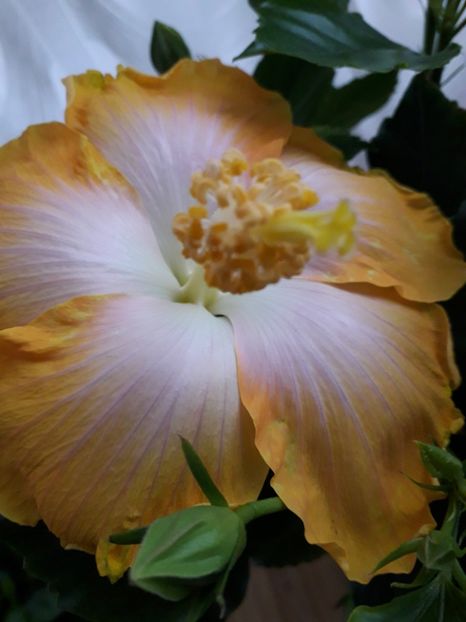  - Talmeș balmeș 2019