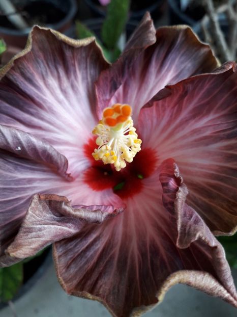  - Talmeș balmeș 2019