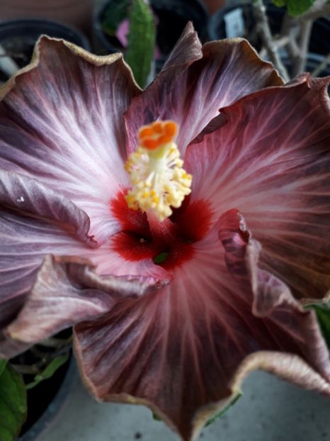  - Talmeș balmeș 2019