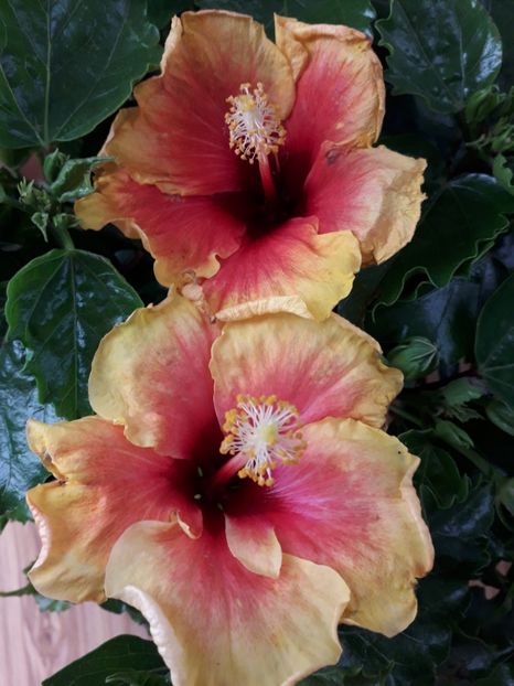  - Talmeș balmeș 2019