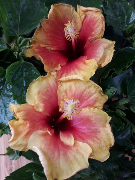  - Talmeș balmeș 2019