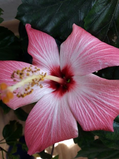  - Talmeș balmeș 2019