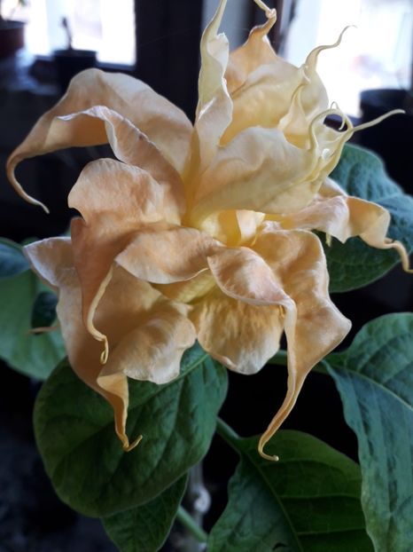  - Talmeș balmeș 2019