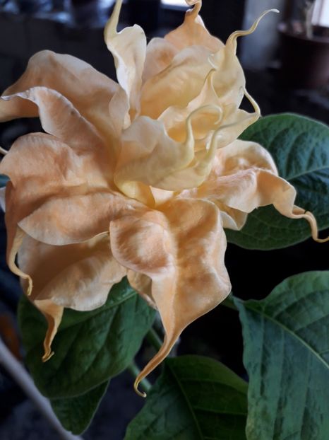  - Talmeș balmeș 2019