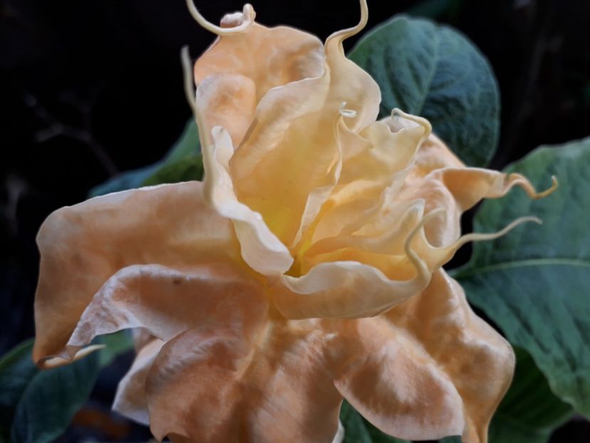  - Talmeș balmeș 2019