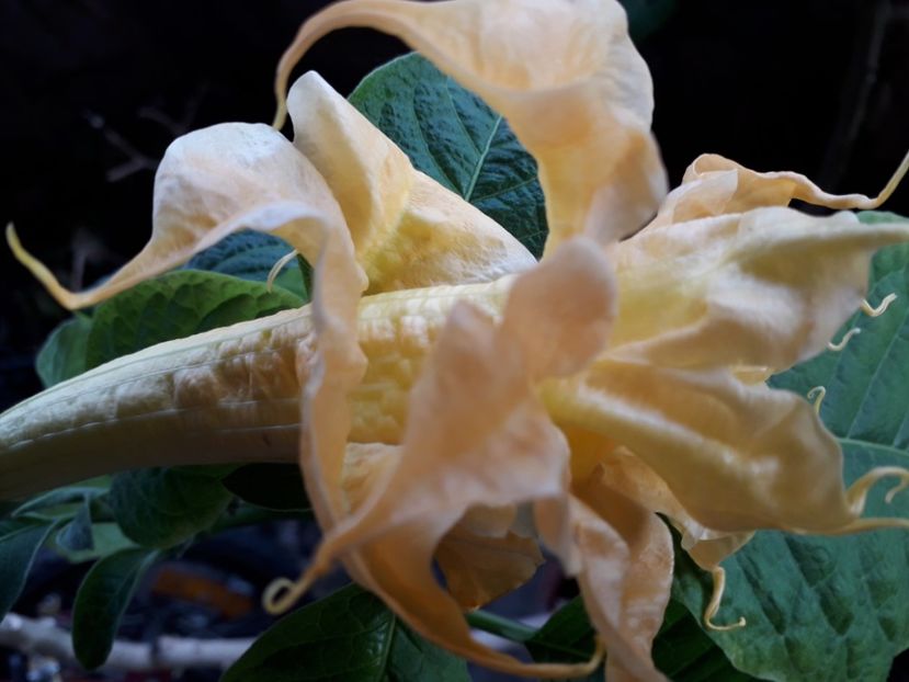  - Talmeș balmeș 2019