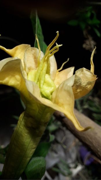  - Talmeș balmeș 2019