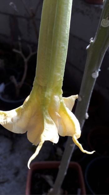  - Talmeș balmeș 2019