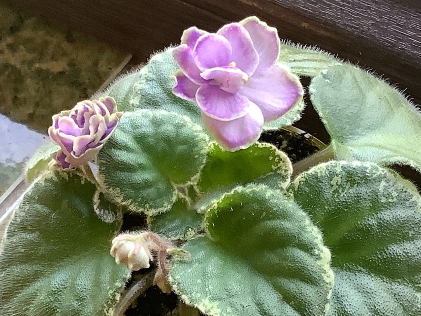  - Buckeye Saucy Irish