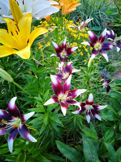 Netty's Pride - Crini