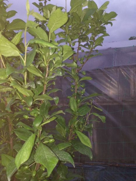  - Prun columnar Strop de miere