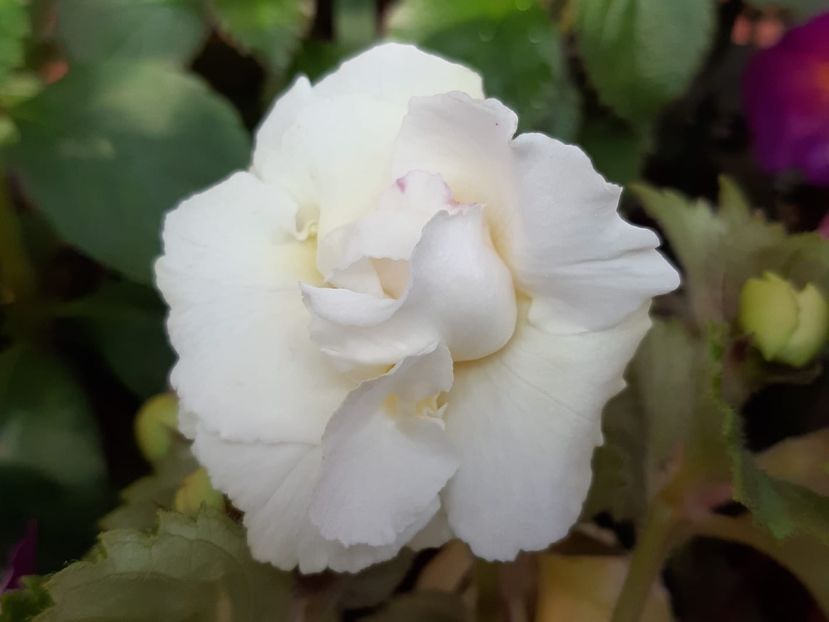 BriD’s Aphrodite - Achi din semințe BriDs 2019